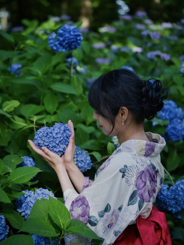 【神奈川】無料で楽しめる😍子連れにもオススメの穴場紫陽花スポット