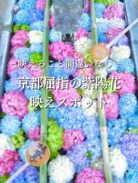 【京都】京都1番人気の紫陽花スポットはココ‼️映えすぎてぴえん🥺