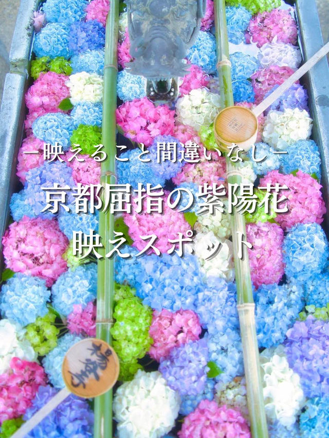【京都】京都1番人気の紫陽花スポットはココ‼️映えすぎてぴえん🥺