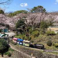 【小田原城址公園】全年適合遊覽，景色優美