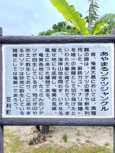 奄美大島】島ならではの大自然が楽しめるジャングル | Trip.com 奄美