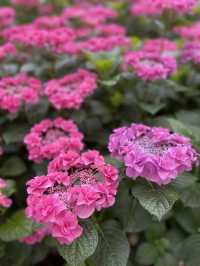 リピート決定💠🤗絶景すぎる紫陽花の楽園🤗💠