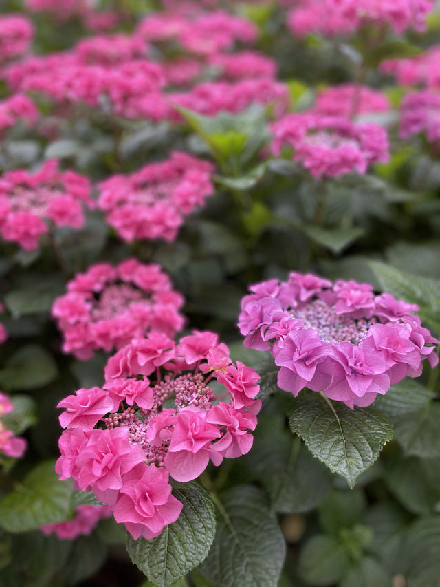リピート決定💠🤗絶景すぎる紫陽花の楽園🤗💠