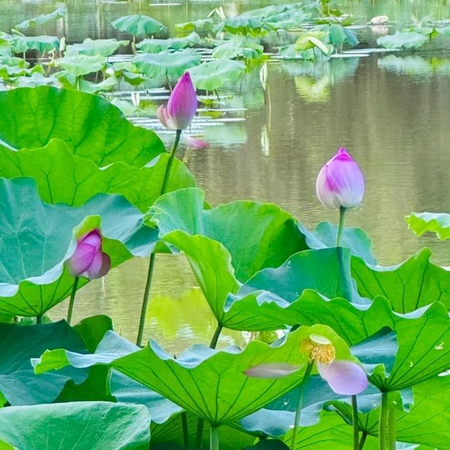 ✨深圳荷花賞~洪湖公園✨