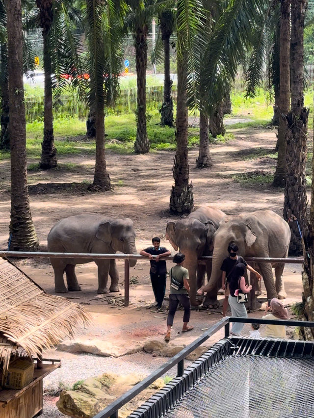 タイ🇹🇭クラビ　❤️🐅や🐘あと触れ合えるカフェ🍽️