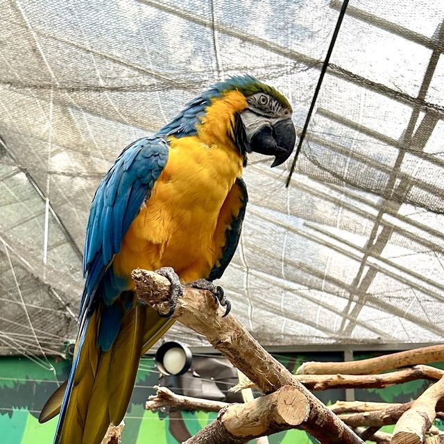 札幌北部野生動物園-動物近距離接觸，可能帶來危險的動物園