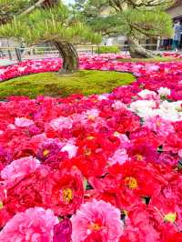 【島根】期間限定の絶景の庭園🌼 🌸【由志園の牡丹祭り】🌸