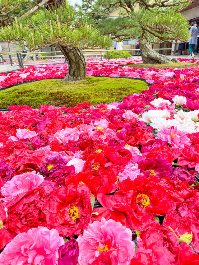 【島根】期間限定の絶景の庭園🌼 🌸【由志園の牡丹祭り】🌸