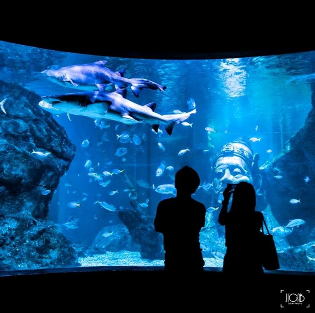 🐬 ท่องโลกใต้ทะเลสุดอลัง! อยู่แค่พารากอนนี่เอง