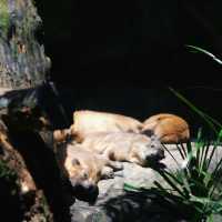 馬來西亞國家動物園：親近自然，享受歡樂氛圍！