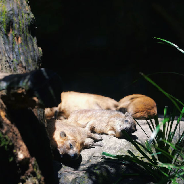 馬來西亞國家動物園：親近自然，享受歡樂氛圍！