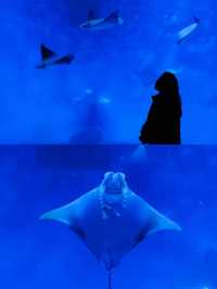 SHANGHAI OCEAN AQUARIUM 🐟