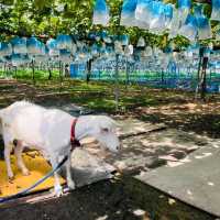 Fukuoka Selfdrive Fruit Farm & Mount Aso Summer Trip