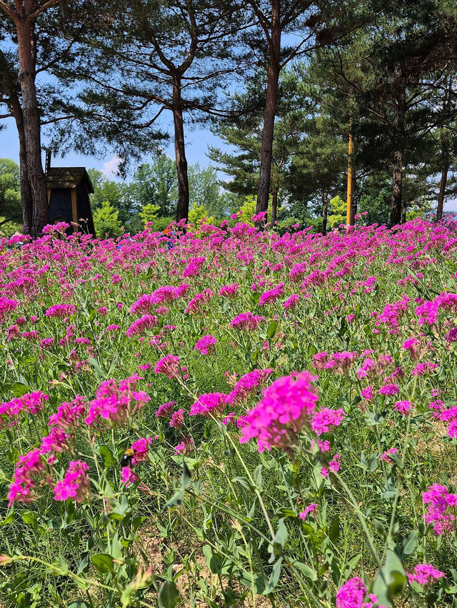 가평 자라섬 꽃축제😘 나들이 하기 좋아요