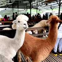 🇲🇾 Woolly Wonders: Discover Cameron Highland's Sheep Sanctuary