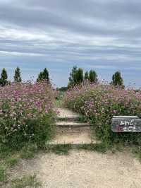 兵庫縣立公園淡路花SAJIKI‼️免費🆓賞花好地方🤩大片薰衣草花田