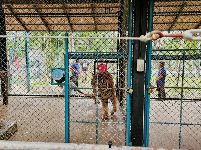 Tiger Kingdom Phuket