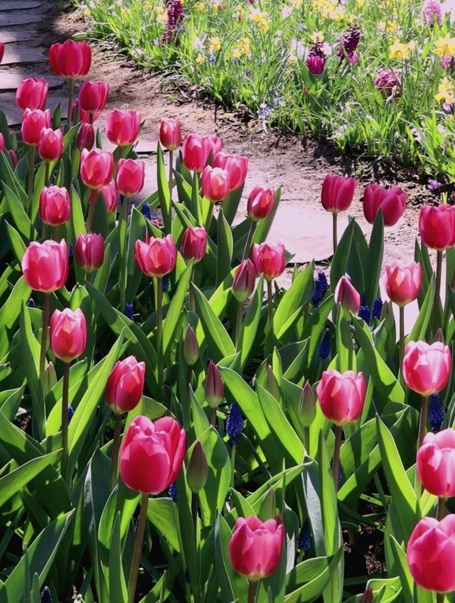 尋找鬱金香之旅~歐洲花園~庫肯霍夫Keukenhof~Garden of Europe