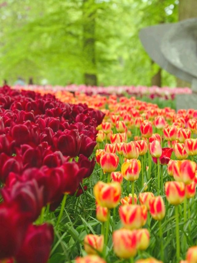 尋找鬱金香之旅~歐洲花園~庫肯霍夫Keukenhof~Garden of Europe