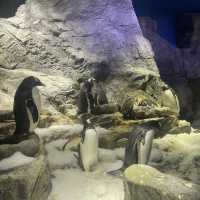 大阪自由行｜大阪水族館海遊館