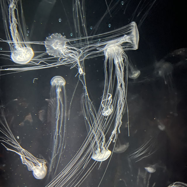 大阪自由行｜大阪水族館海遊館