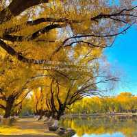 Harbin in Autumn 🍂 