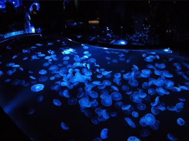東京之旅 陽光水族館