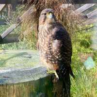 Wildlife Wonders: Kiwi Park NZ, Queenstown's Hidden Gem