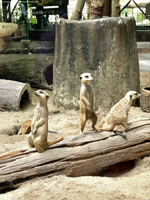 ซาฟารีเวิลด์: ตื่นตาตื่นใจกับสัตว์ต่าง ๆ 🦒✨️