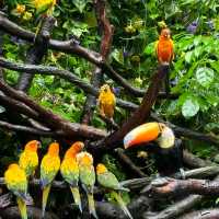 吉隆坡雀鳥公園：鳥類的天堂 🌈🐦