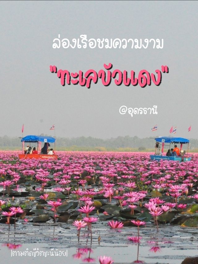 ล่องเรือชมความงามของทะเลบัวแดง