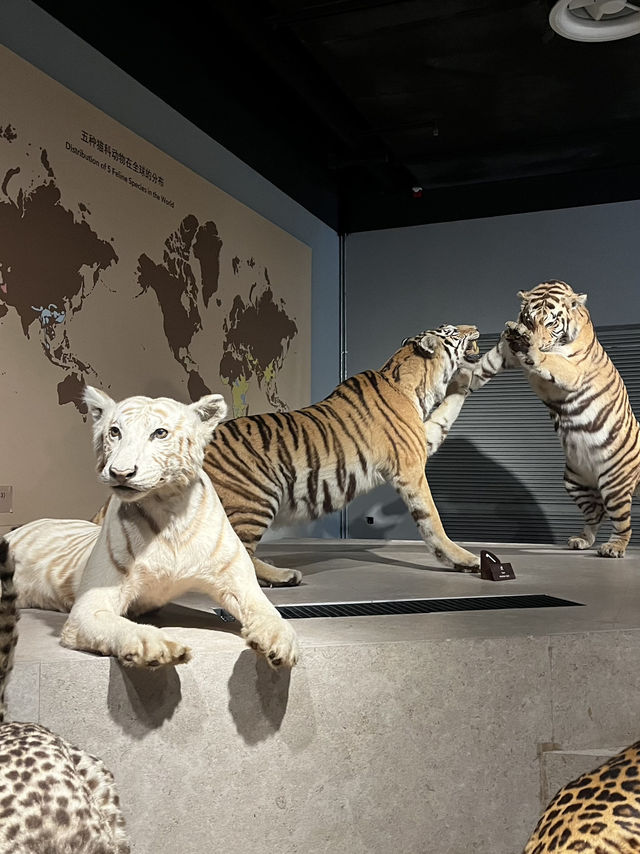 Museum ราคาดีที่ห้ามพลาดเมื่อมาเที่ยวเซี่ยงไฮ้ 🦕