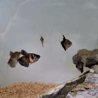 Underwater World Pattaya 