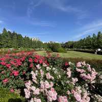 A Calm Escape: Relaxing in Shinjuku Gyoen Garden Amid Tokyo’s Bustle