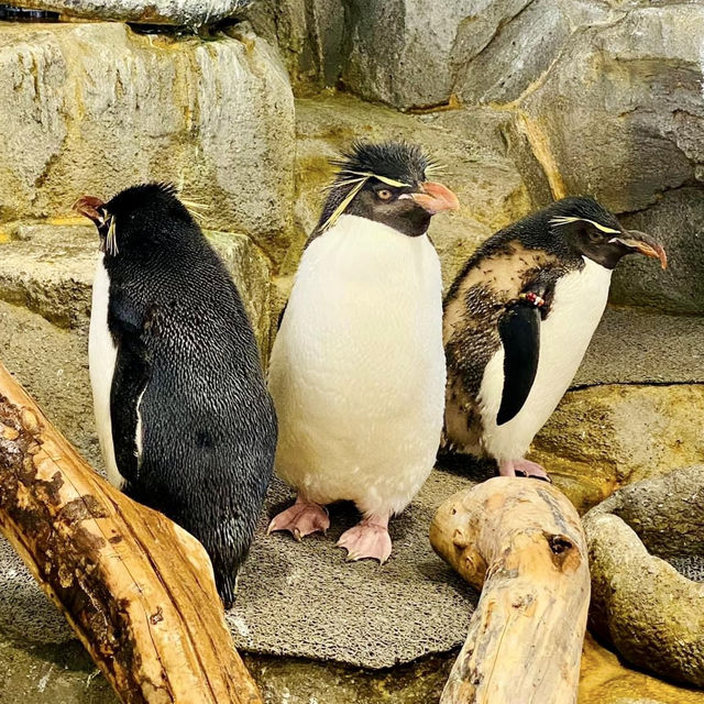 大阪海遊館-全球最大規模的水族館，有觀賞與教育意義