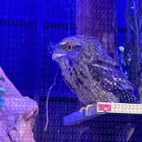 【オーストラリア旅行】Wildlife Habitat 