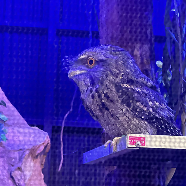 【オーストラリア旅行】Wildlife Habitat 