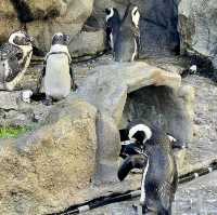 池袋陽光水族館-繁華鬧市區內的水族館，與企鵝在空中邂逅