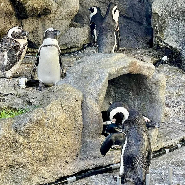 池袋陽光水族館-繁華鬧市區內的水族館，與企鵝在空中邂逅