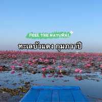 ล่องเรือดูบัวบาน 🪷 