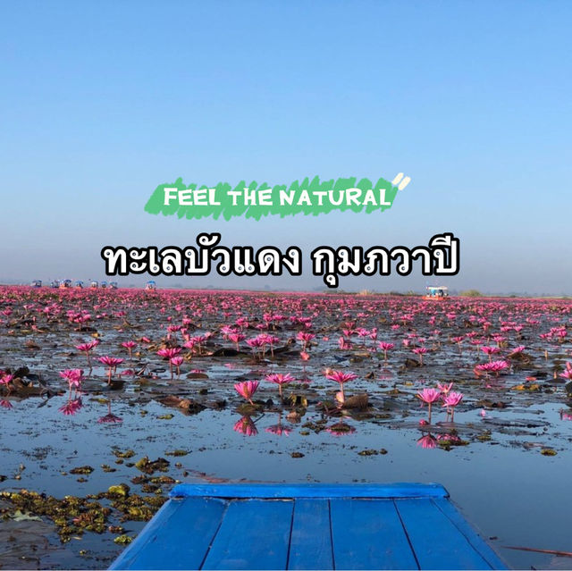 ล่องเรือดูบัวบาน 🪷 