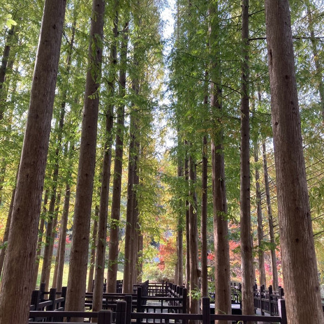 청주 단풍구경은 단연 청남대🍂