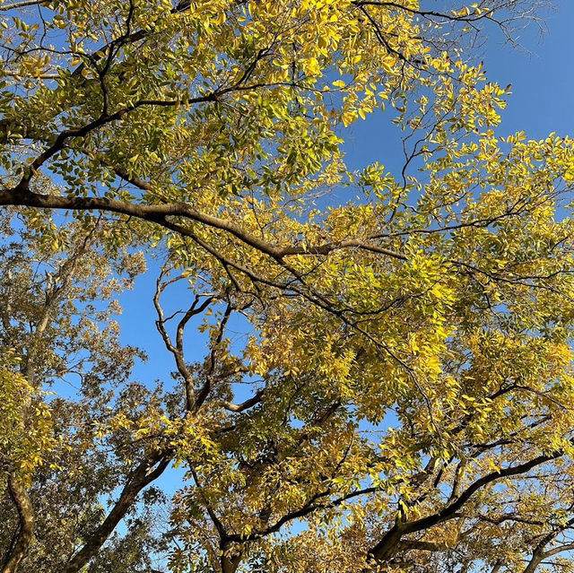 🍂銀杏黃葉輕輕落 🏯秋風吹拂大阪城 