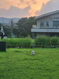 고양이 천국🐈 아름다운 공원 데이트 장소🏞