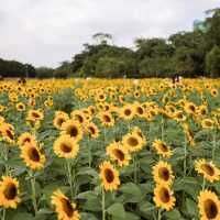 ทุ่งดอกทานตะวันในเมืองกรุง สวนรถไฟจตุจักร🌻