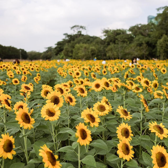ทุ่งดอกทานตะวันในเมืองกรุง สวนรถไฟจตุจักร🌻
