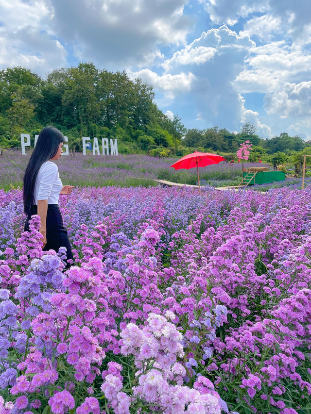สวนดอกไม้ฤดูหนาวเด่นชัย