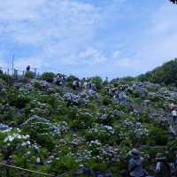 邂逅一望無際的紫陽花海 