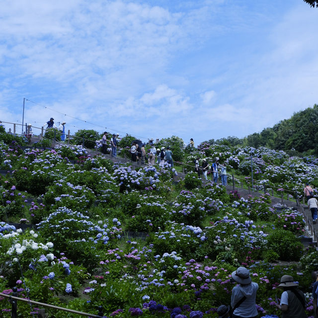 邂逅一望無際的紫陽花海 