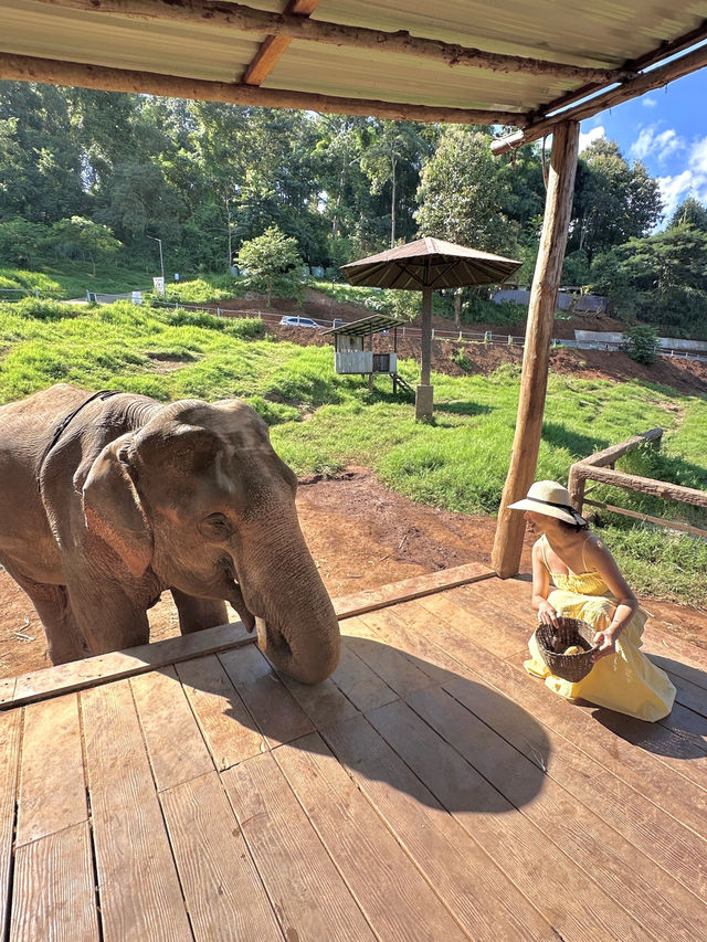 코끼리와 사진찍고 먹이주기 체험하기 🐘🍍